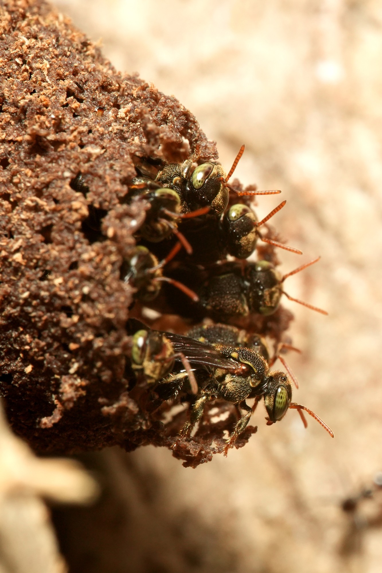 Mosquito, mosquita, cigarrilla, serenita, doncelita prieta